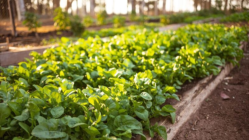 Projetos sustentáveis no AC, MT e RO trazem ganhos de até 10% para o agro