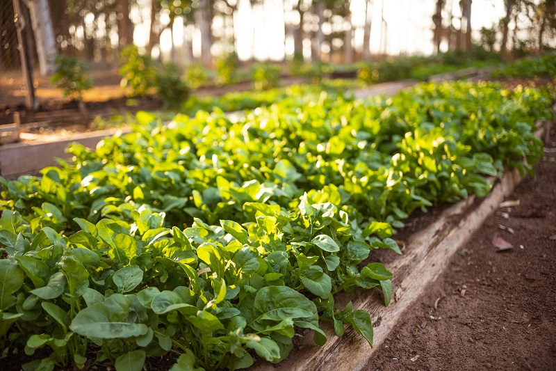 Projetos sustentáveis no AC, MT e RO trazem ganhos de até 10% para o agro